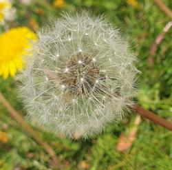 Kindergarten Pusteblume, St. Jakob im Rosental Öffnungszeiten
