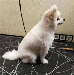 Hundesalon Wash 'N' Wag, Wien Öffnungszeiten