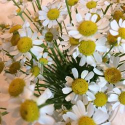 Gänseblume, Nenzing Öffnungszeiten
