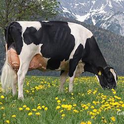 Holstein Austria, Bergland Öffnungszeiten