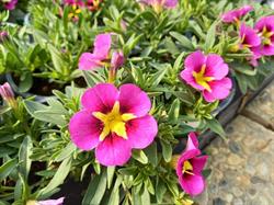 Gartenbau Haimel, Weistrach Öffnungszeiten