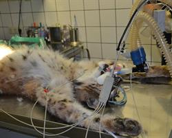 Tierklinik Cumberland, Gmunden Öffnungszeiten