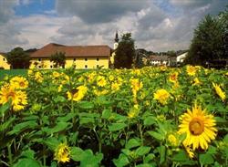 Frühstückshof Falzberger, Pichl bei Wels Öffnungszeiten