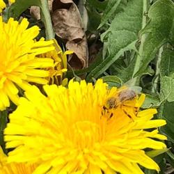 Kärntner Wildbeeren & CO, Wernberg Öffnungszeiten