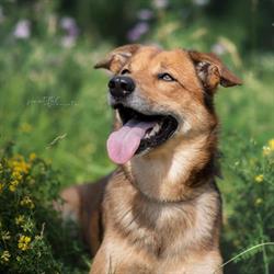 Hundealltag, Oberwaltersdorf Öffnungszeiten