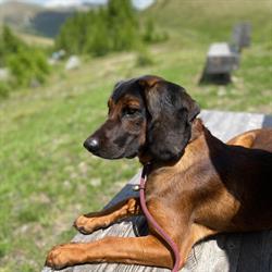 STRICARO -Waidmannshund modisch auf Pirsch, St. Veit an der Glan Öffnungszeiten
