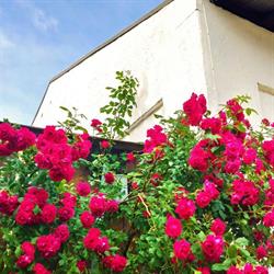Ferienwohnung Naturplatzerl, Falkenstein Öffnungszeiten