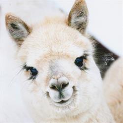 Sweet Home Alpacas, Timelkam Öffnungszeiten