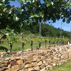Weingut Ettenauer, Kuffern Öffnungszeiten