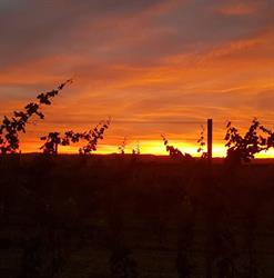 Weingut Klaus, Wolkersdorf im Weinviertel Öffnungszeiten