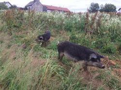 Almtaler-Weideschweine, Grünau im Almtal Öffnungszeiten