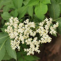 Altes Wissen - Neue Wege - Naturvermittlung, Pottenstein Öffnungszeiten