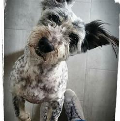 Hundefriseur Rund Ums Fell, Freistadt Öffnungszeiten