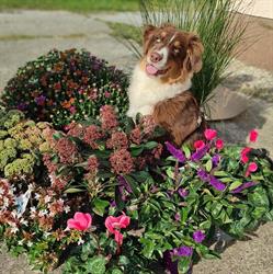Gartenbau Mozelt, Leithaprodersdorf Öffnungszeiten