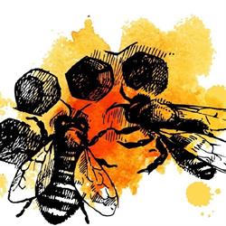 Bienen Altmann, Ennsdorf Öffnungszeiten