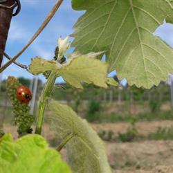 Weinbau Fischer-Kügerl, Baden Öffnungszeiten