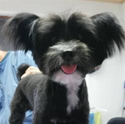 Hundesalon Kager, Pinkafeld Öffnungszeiten