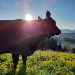 Biohof Kögerl - Fam. Spreitzer, Sonntagberg Öffnungszeiten