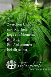 Static Plants by Midas Schiretz, Dornbirn Öffnungszeiten