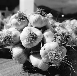 Lager's Knoblauch, Grein Öffnungszeiten
